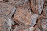 x Huge, Mortality Plate Of Large Asaphid Trilobites - Morocco #226048-8